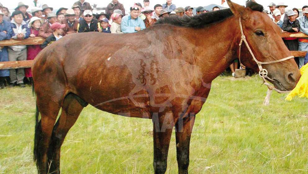 Будрагчаагийн хээр