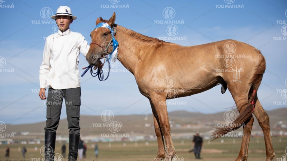 Одон хонгор