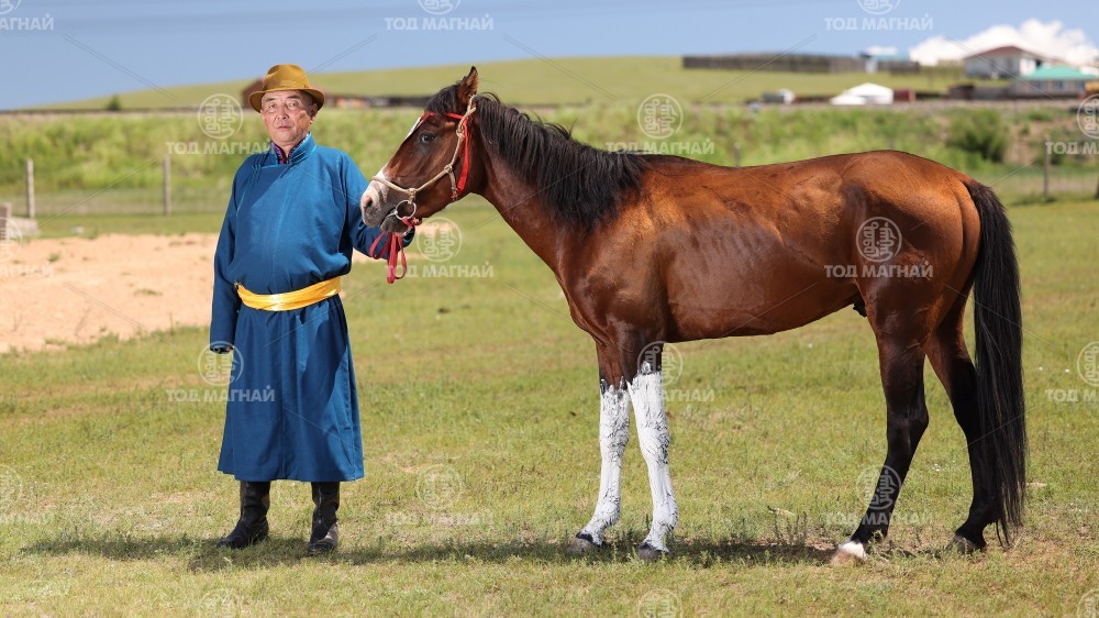 Хээр халзан