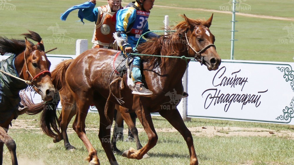 Мөнгөн хошуут