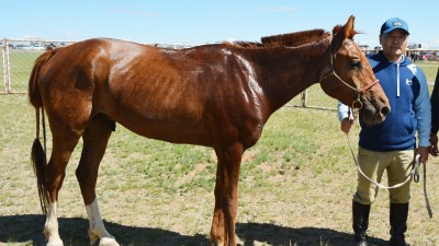 Эрлийз дээд