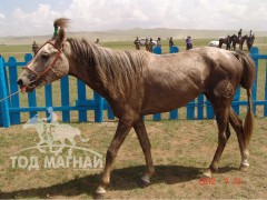 Алдарт бор азарганы төл хурдан бор