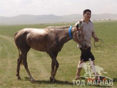 Алдарт бор азарганы төл хурдан бор