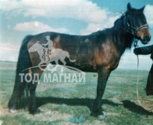 Д.Адуу судлаач P.h доктор Д.Мянганцэвээн:Тахитай эвцэлдүүлж гарсан төл онцгой хурдан байдаг