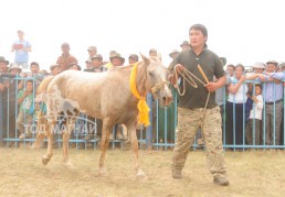 Хөвсгөлийн уяачид бүсийн наадмуудаас гурван түрүү найман айраг хүртжээ