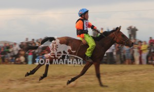 Хөвсгөлийн уяачид бүсийн наадмуудаас гурван түрүү найман айраг хүртжээ