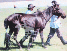 Аймгийн Алдарт уяач Ж.Мөнхсүрэн: Хурдан адуунд нэг л муу цус орвол тэр угшлыг доош нь татаад байдаг