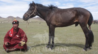 “Сонгино хурд” МСУХ-ны тэргүүн, аймгийн Алдарт уяач Ч.Пүрэвхүү: Канад технологиор эртний хаадын гэрийн загвартай уяачдын өргөө барьж байгаа