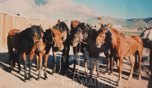 Монгол Улсын Алдарт уяач Данзангийн Санжаадорж