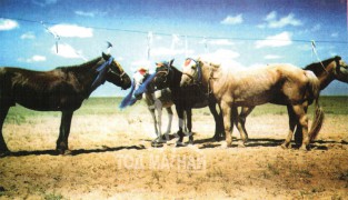 Хонины бороо тав түрүүлгэсэн Ц.Жанж Алдарт