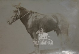 Шандаст хурдан Шанхат хээрээ дурсмой...