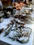 Монголоос 1500 жилийн өмнөх эмээл олдлоо